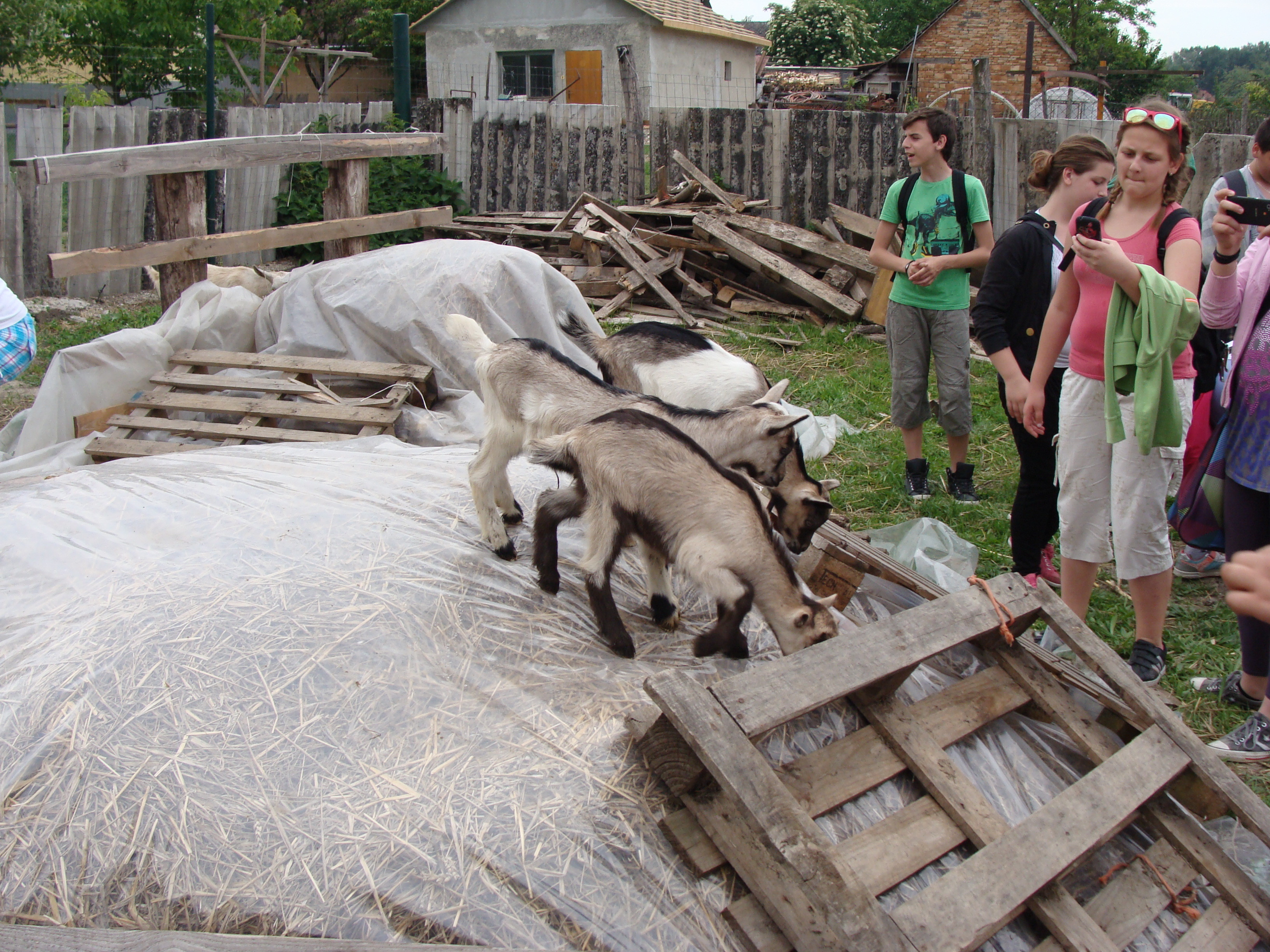 2014.05.26 Gabčíkovo Vojka 0070