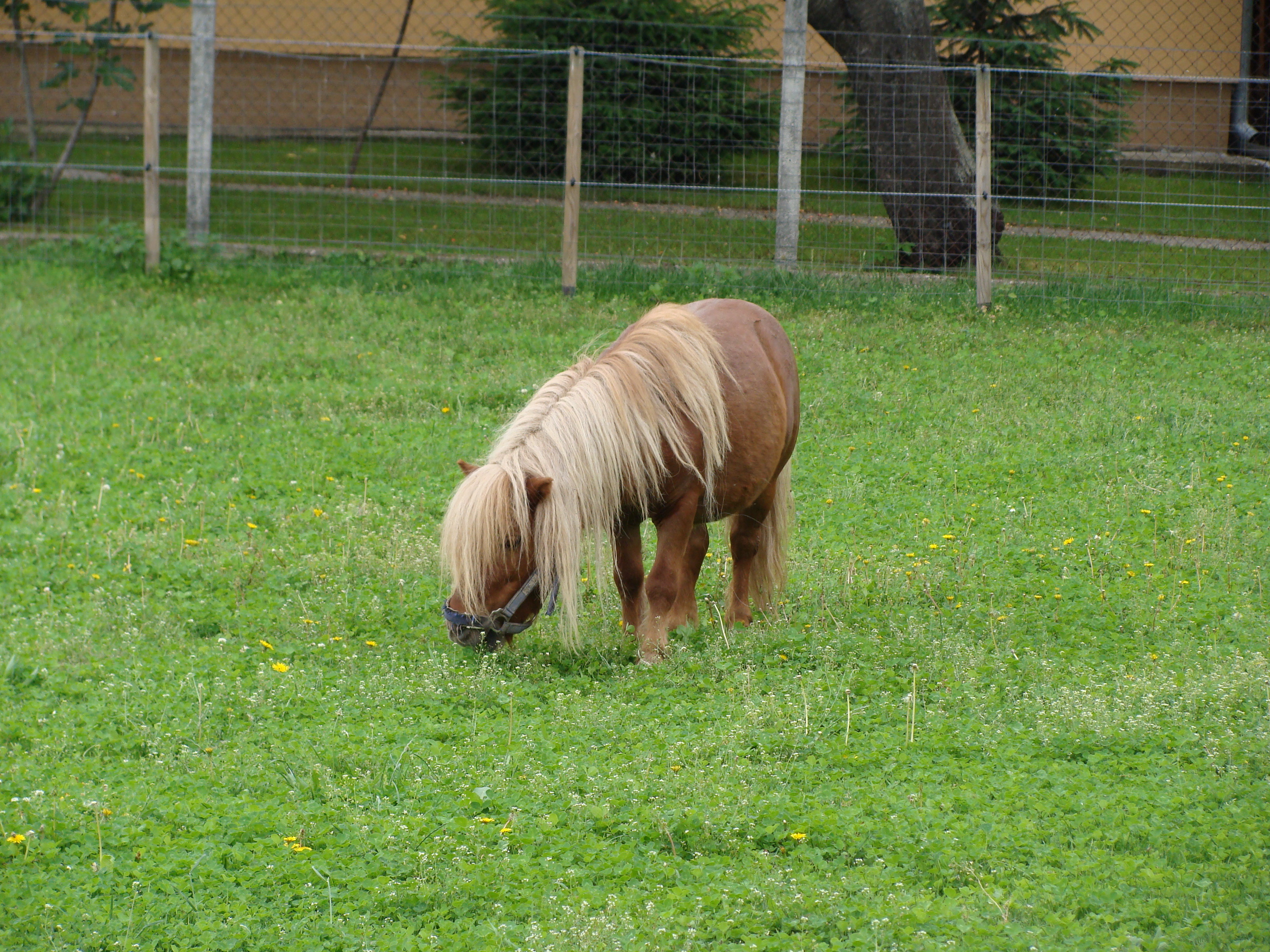 2014.05.26 Gabčíkovo Vojka 0087