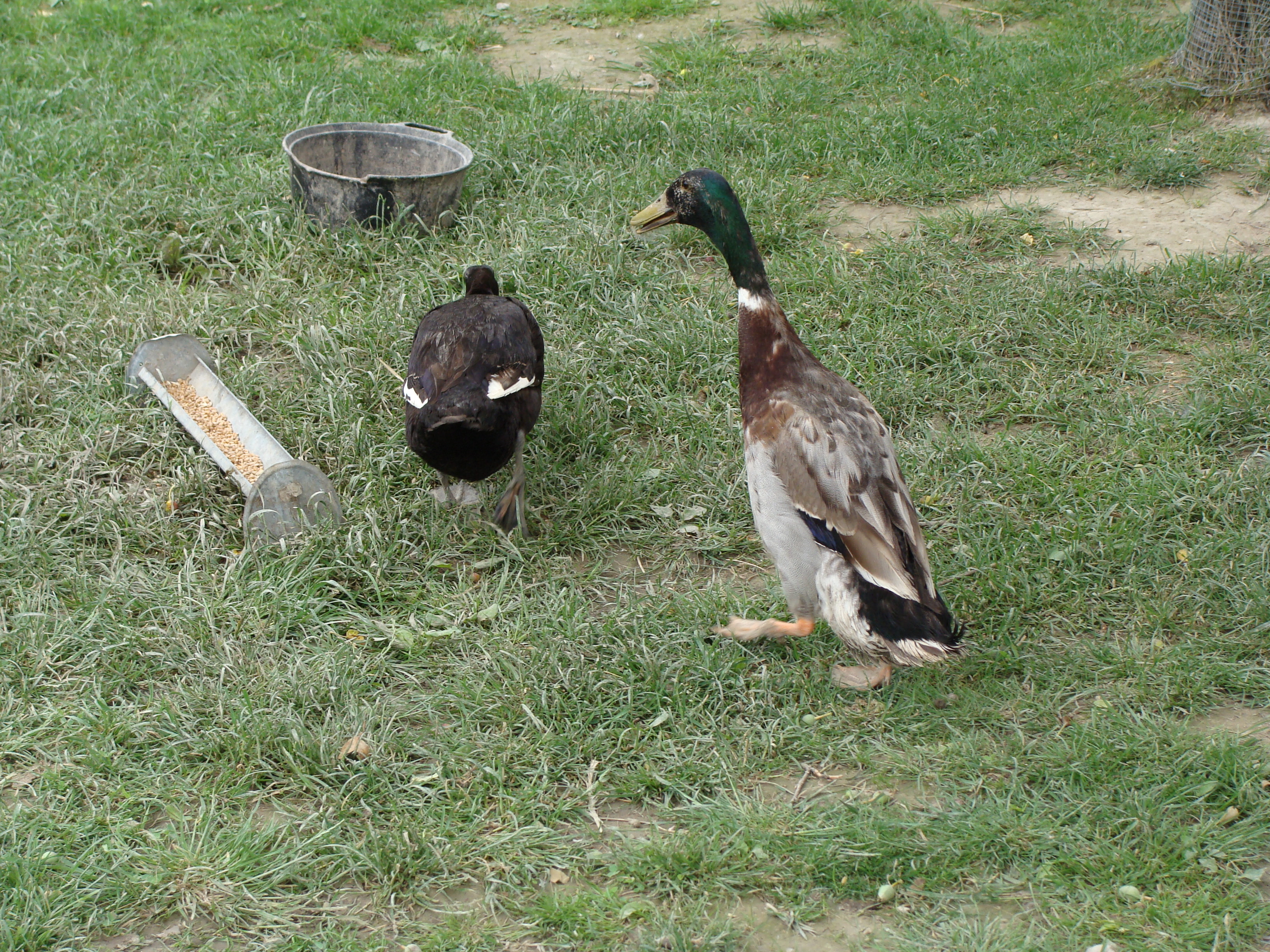 2014.05.26 Gabčíkovo Vojka 0090